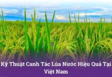 Kỹ Thuật Canh Tác Lúa Nước Hiệu Quả Cao Kỹ Thuật Canh Tác Lúa Nước Hiệu Quả Tại Việt Nam