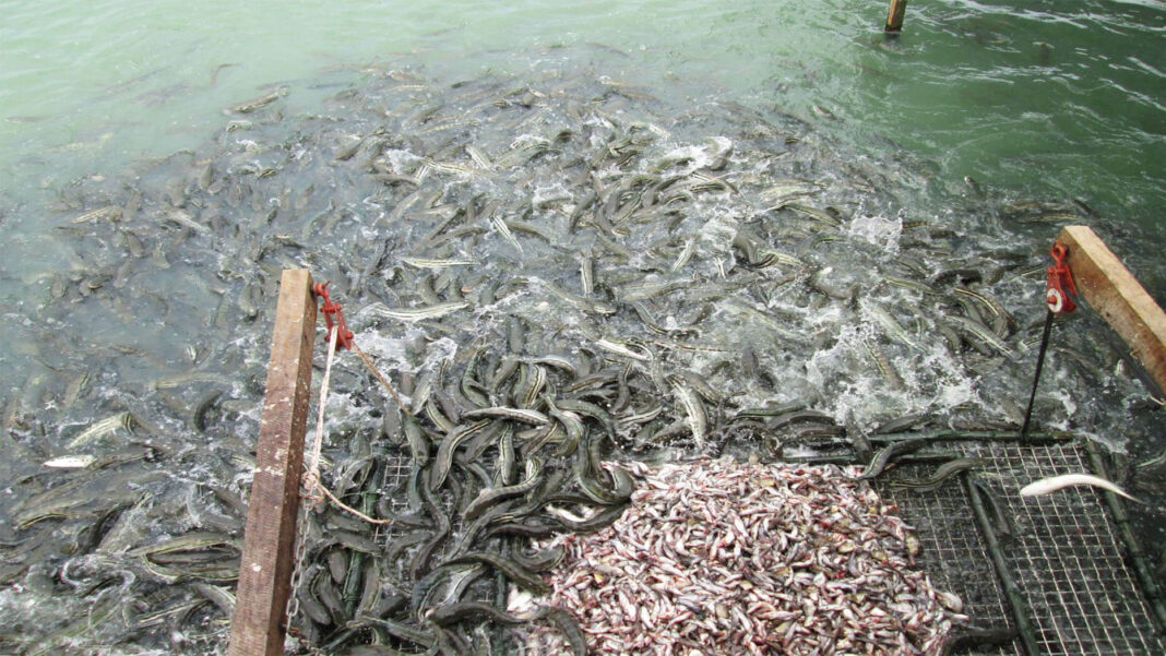 Kỹ Thuật Nuôi Cá Lóc Thương Phẩm Hiệu Quả Cao